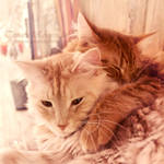 Together by TammyPhotography