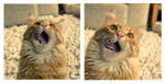 Say Aaaaah! by TammyPhotography