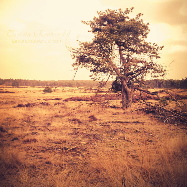 Lonely tree