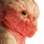 The Galah