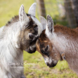 Little Goat's Love