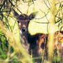 Little Fawn in the Woods