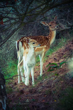 Mom and Fawn