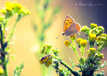Summer Breeze by TammyPhotography