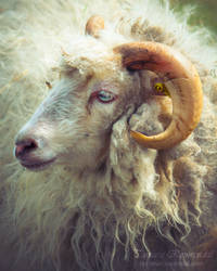 Ram of the Farm