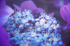 Hydrangea by TammyPhotography