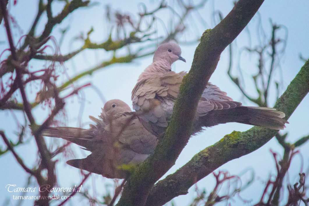 Pigeon Lovers