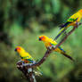 Three Sun parakeets
