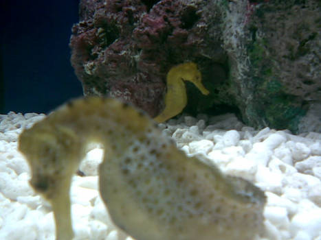 close encounter with seahorses