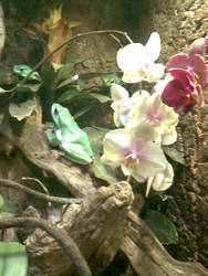 frogs and orchids