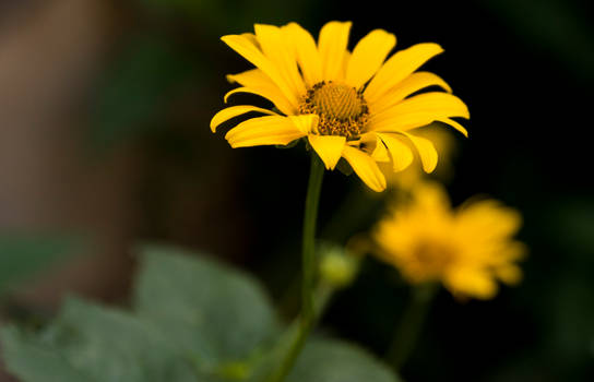 Gerbera