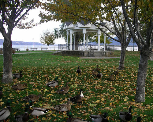 Ducks In The Park