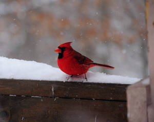 Cardinal  Red Bird