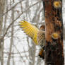 Northern Flicker