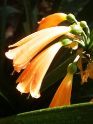 Orange bloom