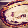 Sleeping Beauties in Basket