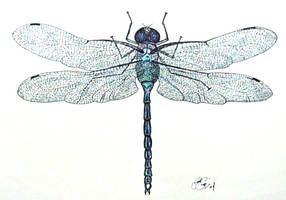 Dragonfly