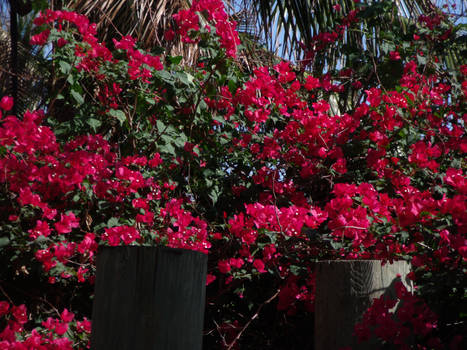 Flowers on the Island