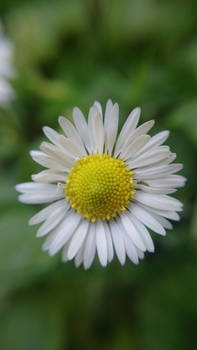 Camomile - Macro shoot with Sony mobilephone.