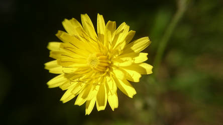 Yellow Camomile - Macro shoot with Sony mobile