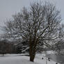 Snowy Tree