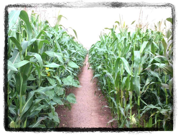 pathway by xTRaSHx on DeviantArt