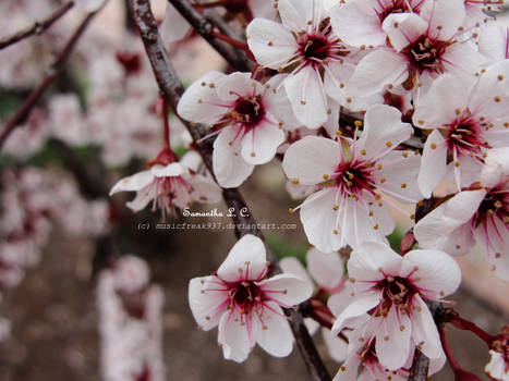 Blossom Collection I