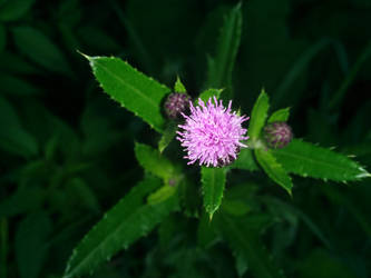 purple flower