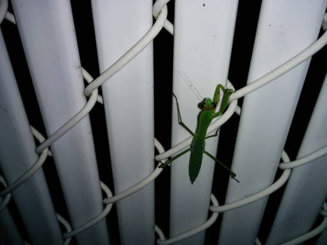Mantis on a fence
