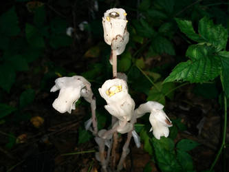 Last Indian pipe upload from me, I swear!