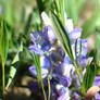 Photo - Blue Lupinus