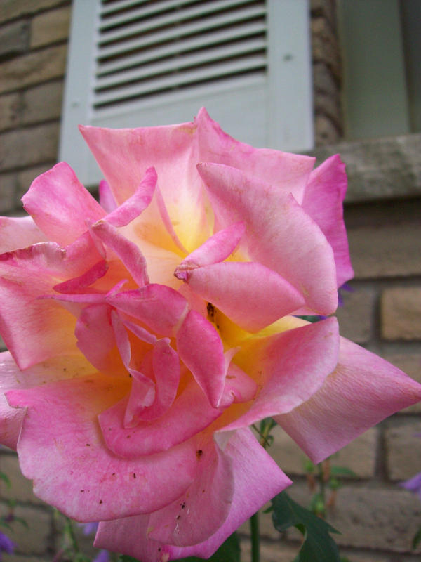 Rapunzel Rose by Ginny3 on DeviantArt