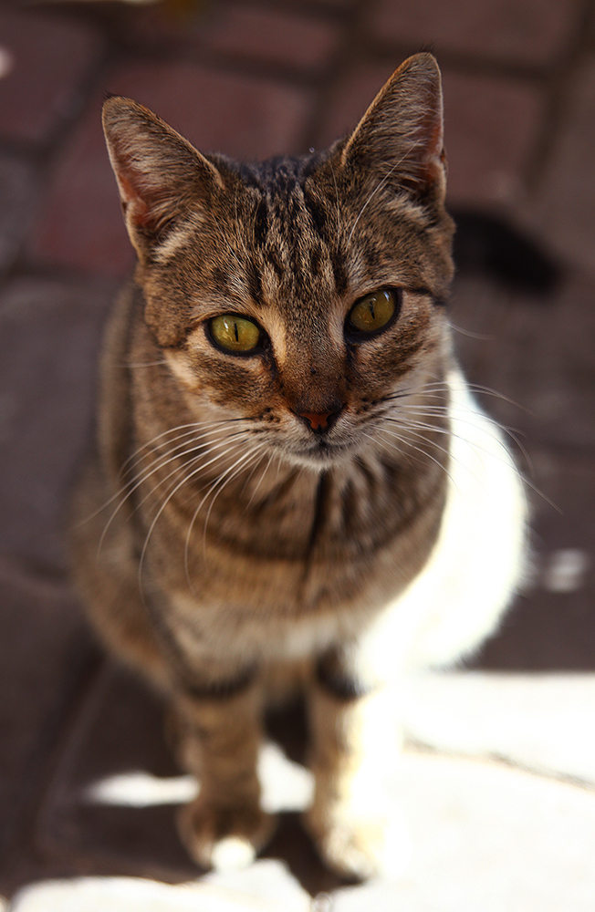 Cats of morocco II