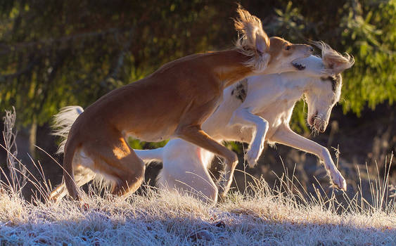 Saluki playtime