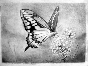 Le Butterfly.