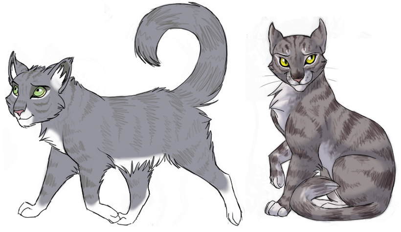 Grey Tabbies