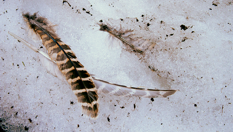 Feather in Snow