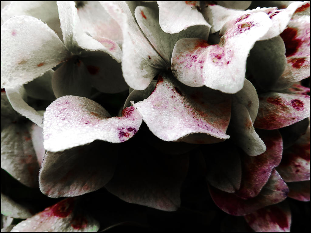 Bloodflower. by XxParanoirxX on DeviantArt