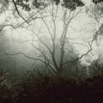 Misty woods by blumilein