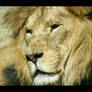 lion1