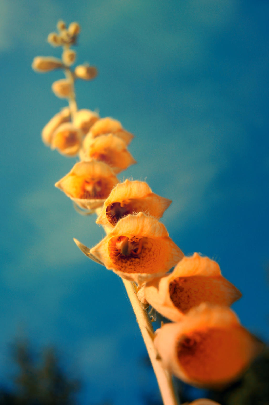 yellow bells