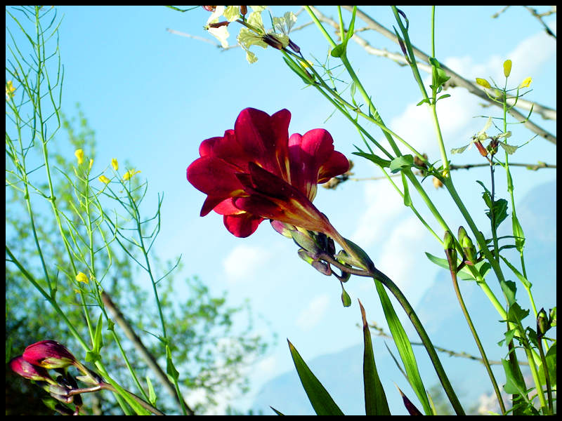 AkaiHana_FlowerRed