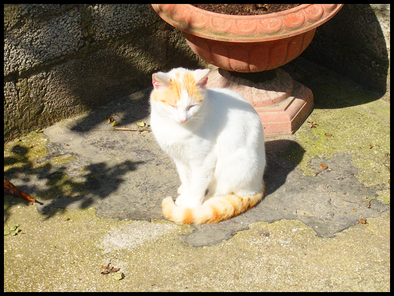 Sleepy Cat_Jasper