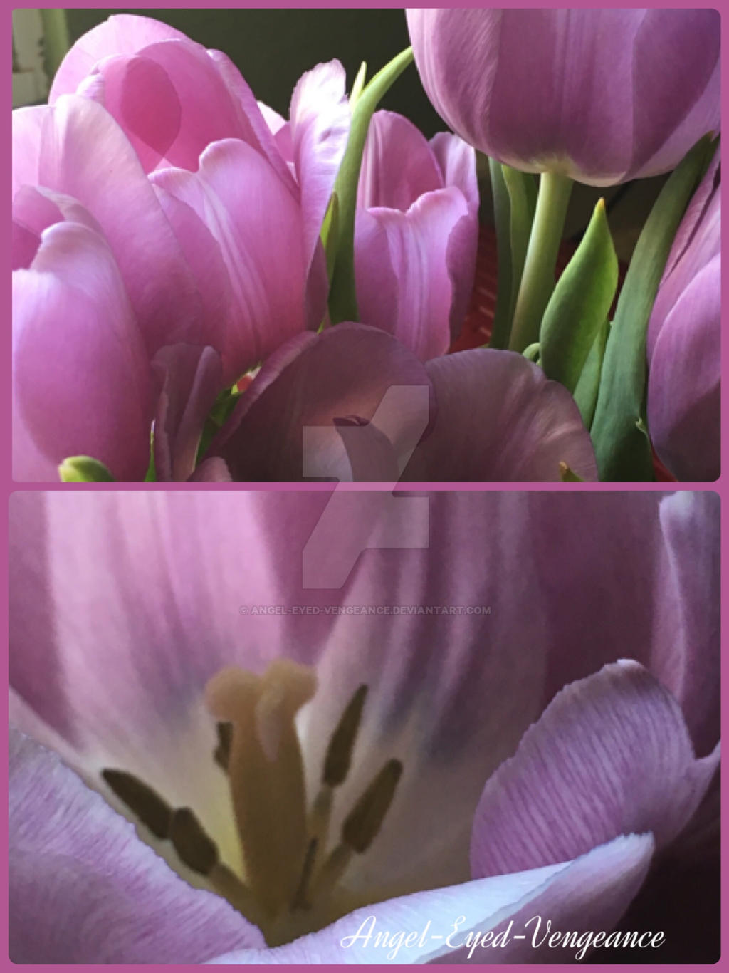 Tiptoe Through The Tulips By Angel Eyed Vengeance On Deviantart