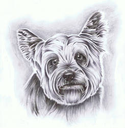 yorkshire terrier