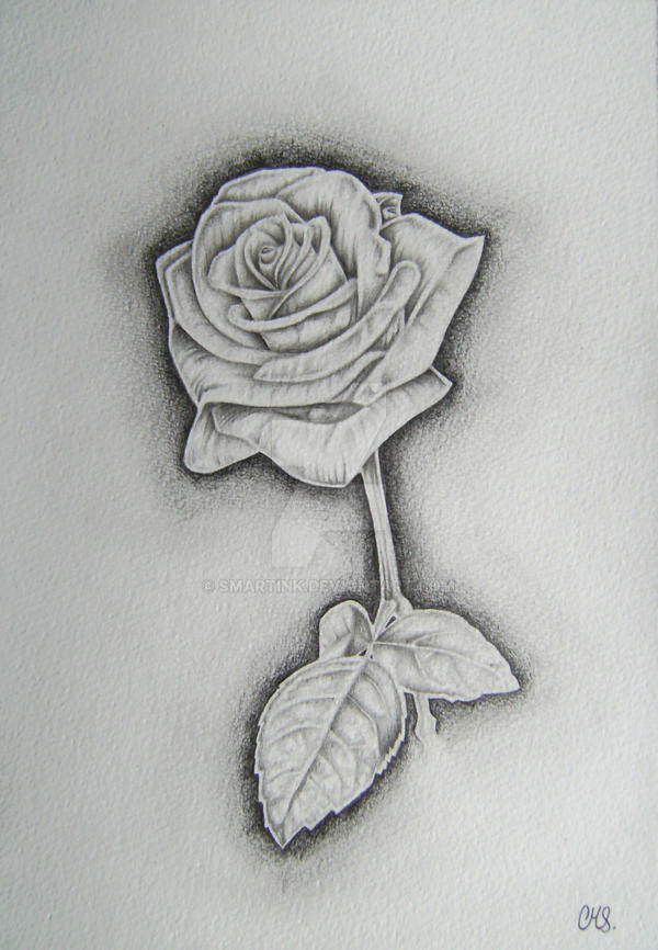 white rose