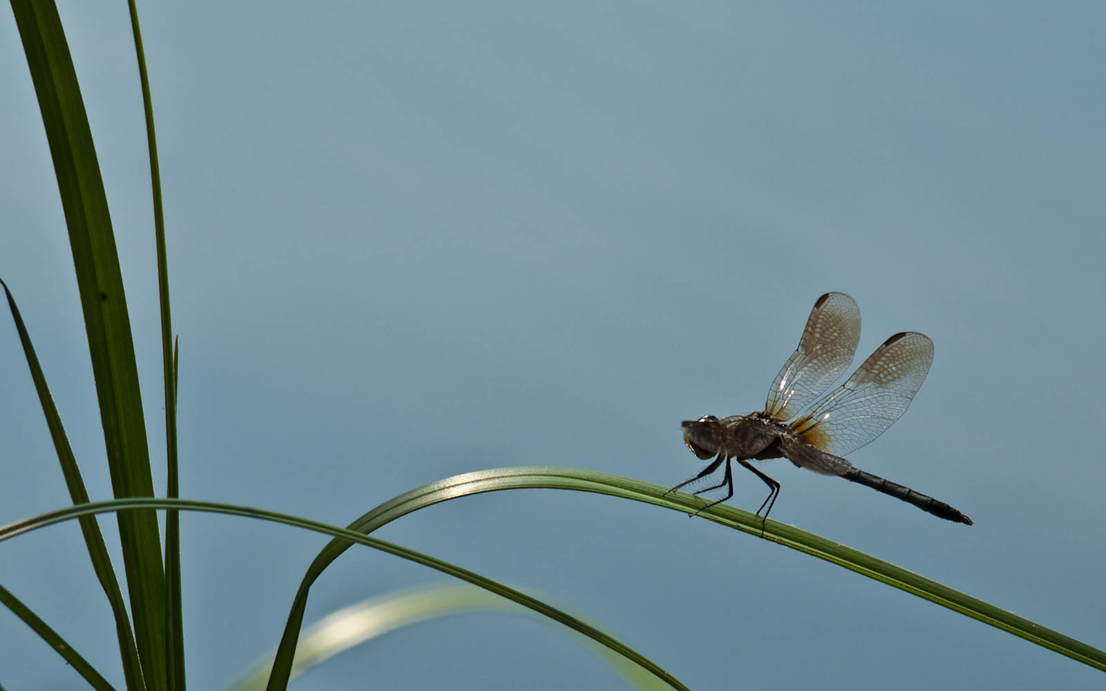 Dragonfly 3