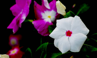 Array of Flora