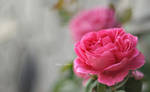 rose by iHadeel