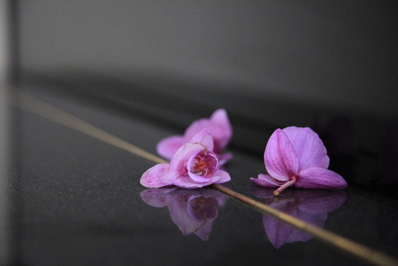 Orchids on a piano